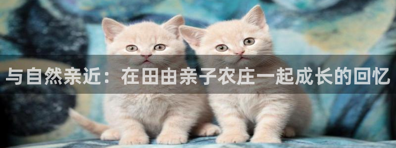 琳琅娱乐工作室地址查询