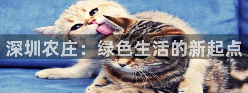 琳琅社区综艺文化娱乐