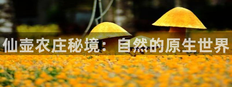 琳琅科技娱乐机器人